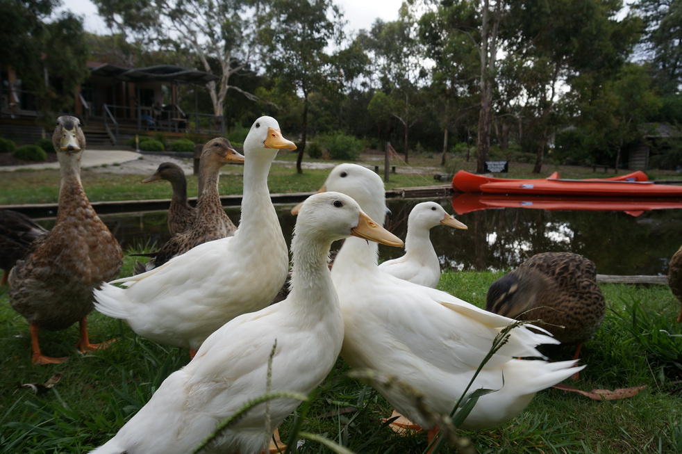 小池塘边上的野鸭