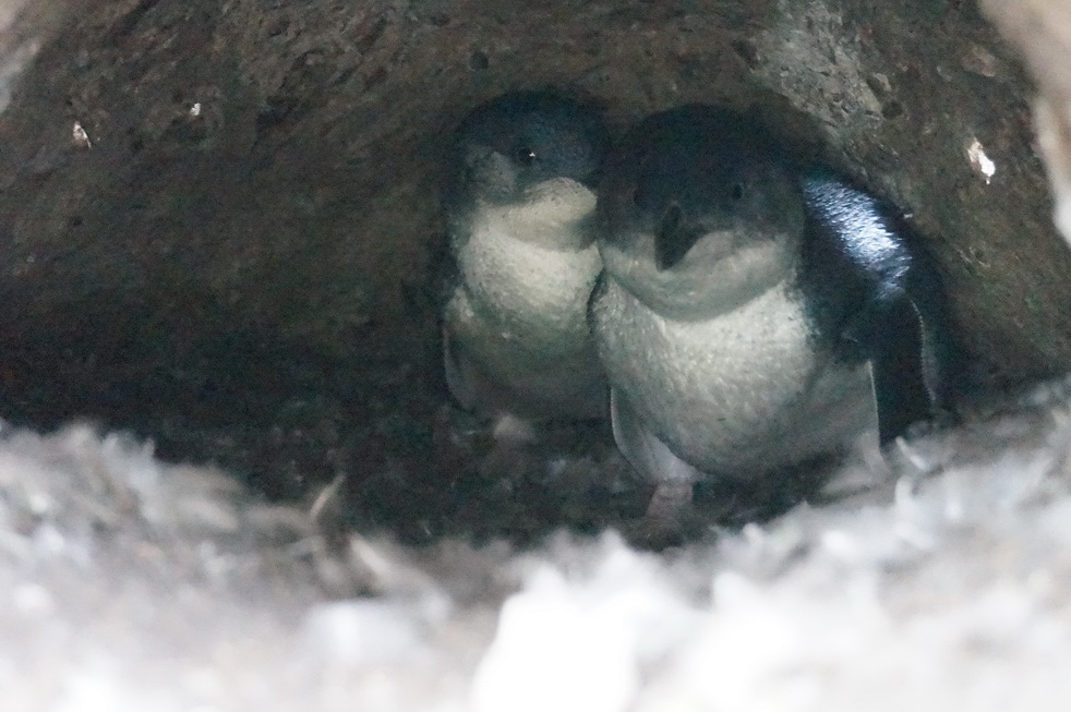 企鹅窝，高ISO，没用闪光